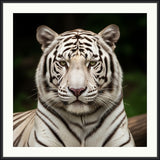 White Tiger