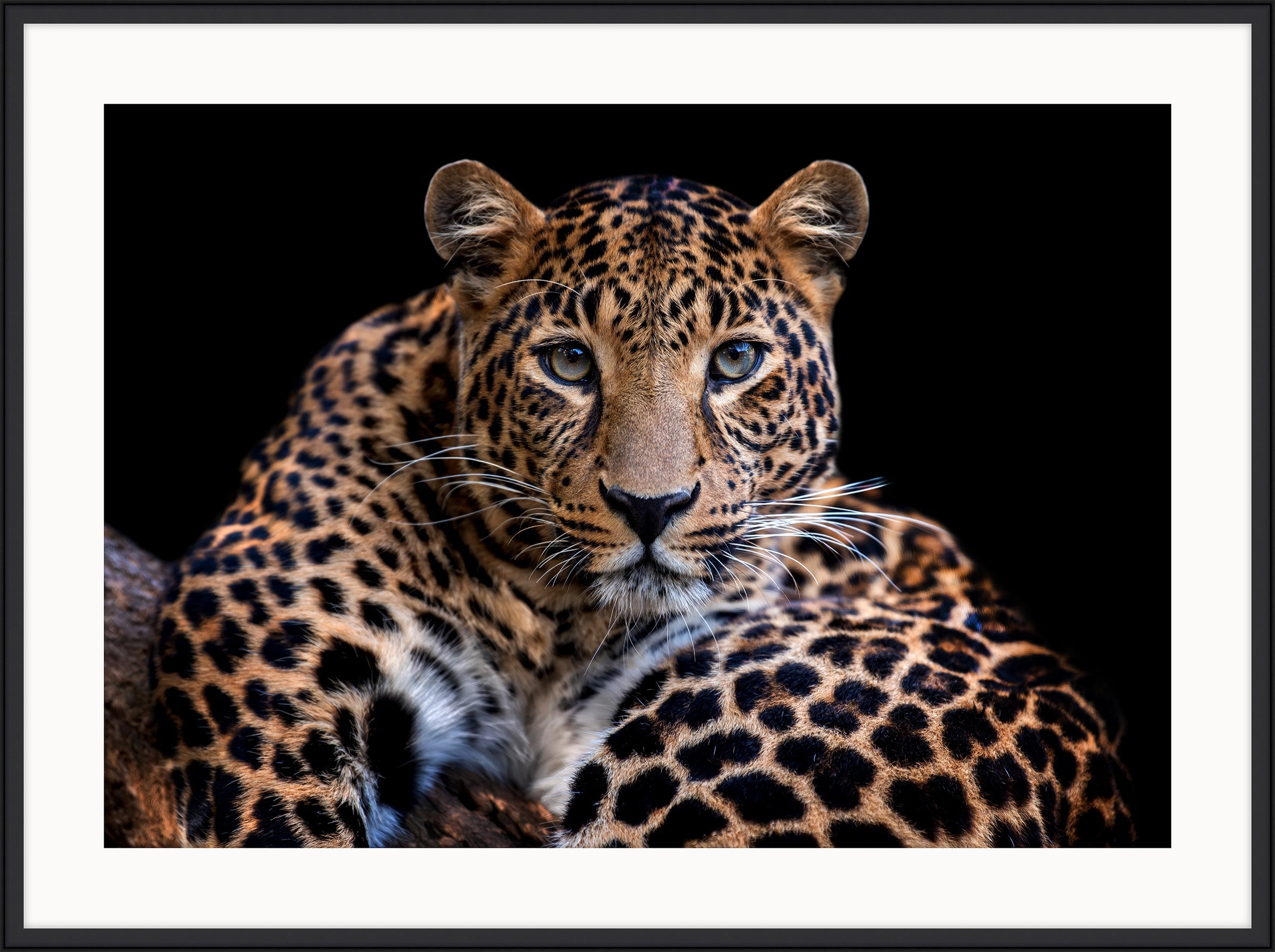 Leopard