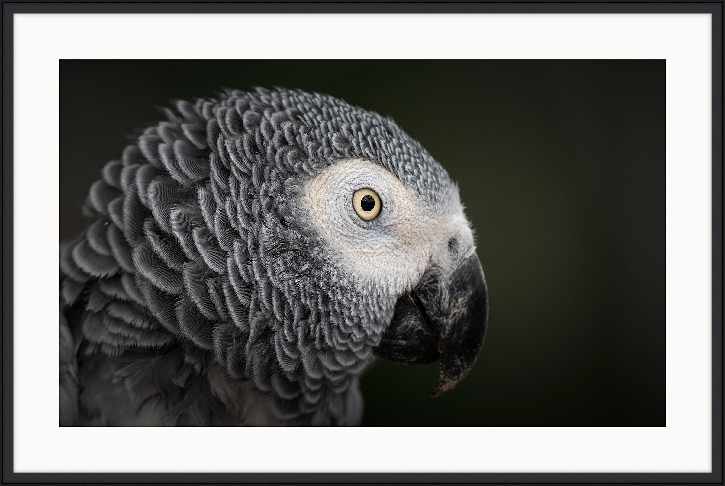 Grey Parrot