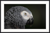Grey Parrot