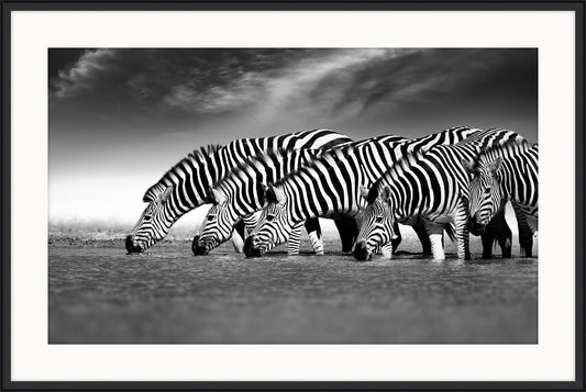 Zebras in a Row