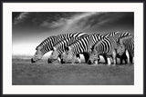 Zebras in a Row