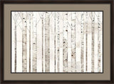 Birch Trees on White