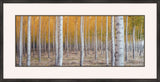 Birch In The Forest