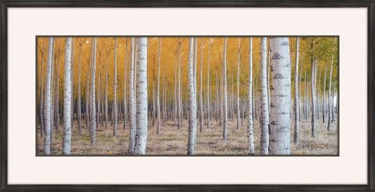 Birch In The Forest