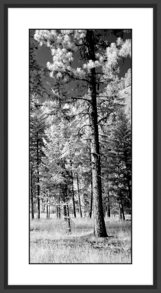 Forest of Trees  III