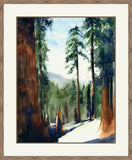 Redwoods