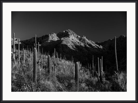 Sun Rise Warms, Sabino Canyon