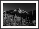 Sun Rise Warms, Sabino Canyon