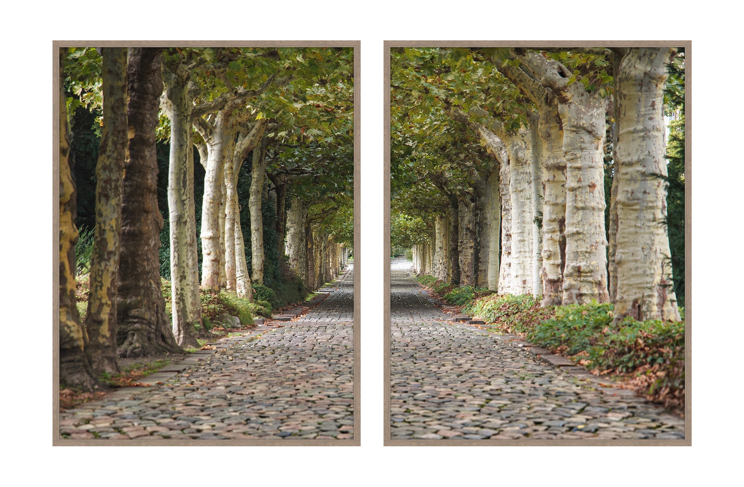 Cobblestone Under Canopy of Trees Diptych