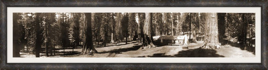 Panorama of Mariposa, Big Tree Grove, 1906