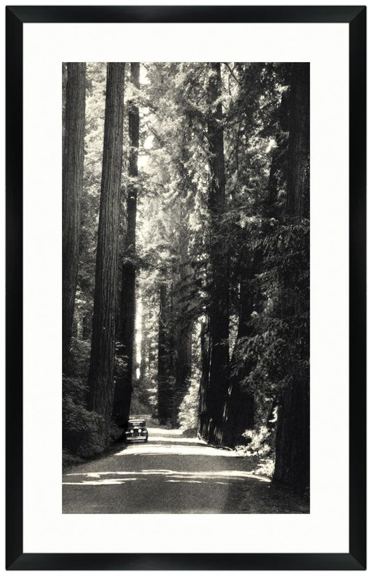 Avenue of the Redwood
