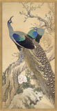 A Pair Of Peacocks In The Spring
