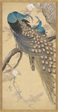A Pair Of Peacocks In The Spring Ii