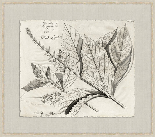 Rheedes Botanicals on Linen X