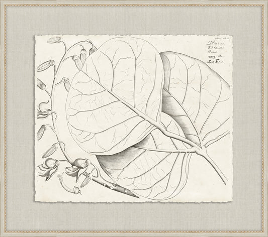 Rheedes Botanicals on Linen XII