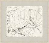 Rheedes Botanicals on Linen XII