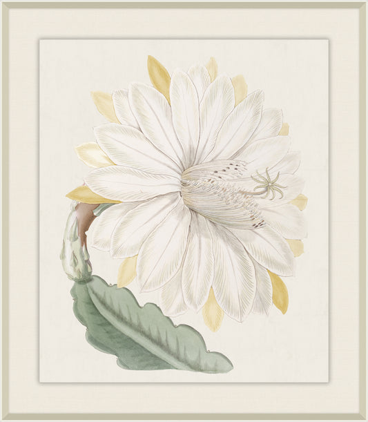Crenated Torch, Syndam Edwards, 1825