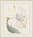Crenated Torch, Sydenham Edwards, 1825