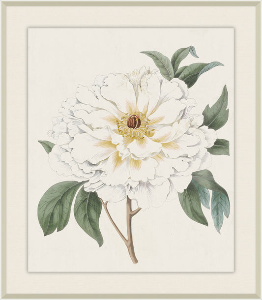 White Tree Peony, Syndam Edwards, 1825