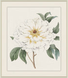White Tree Peony, Sydenham Edwards, 1825