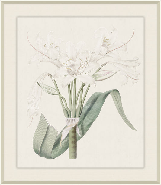 Broad Leaved Crinium, syndam Edwards, 1825