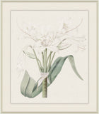 Broad Leaved Crinium, Sydenham Edwards, 1825