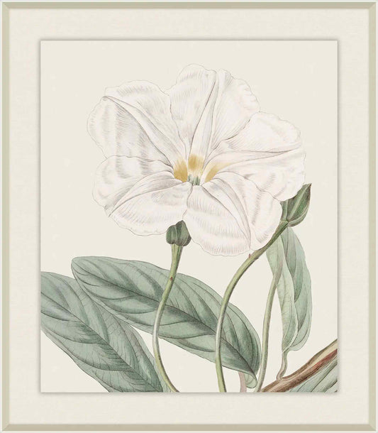 Long Leaved Ipomaea,Syndam Edwards, 1925