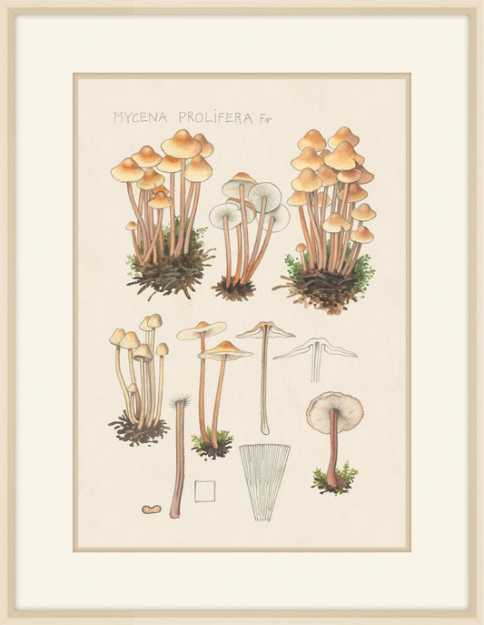 Mycena Prolifera, 1915, Hans Walty