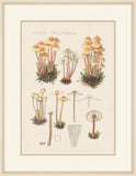 Mycena Prolifera, 1915, Hans Walty