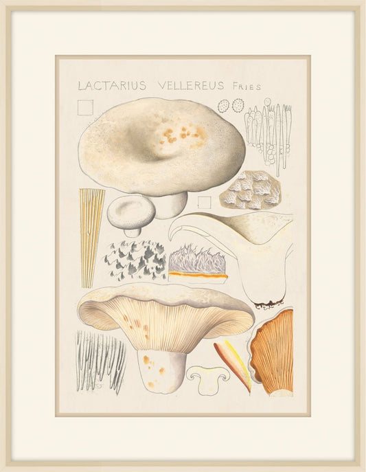 Lactarius Vellereus Fries, 1915, Hans Walty