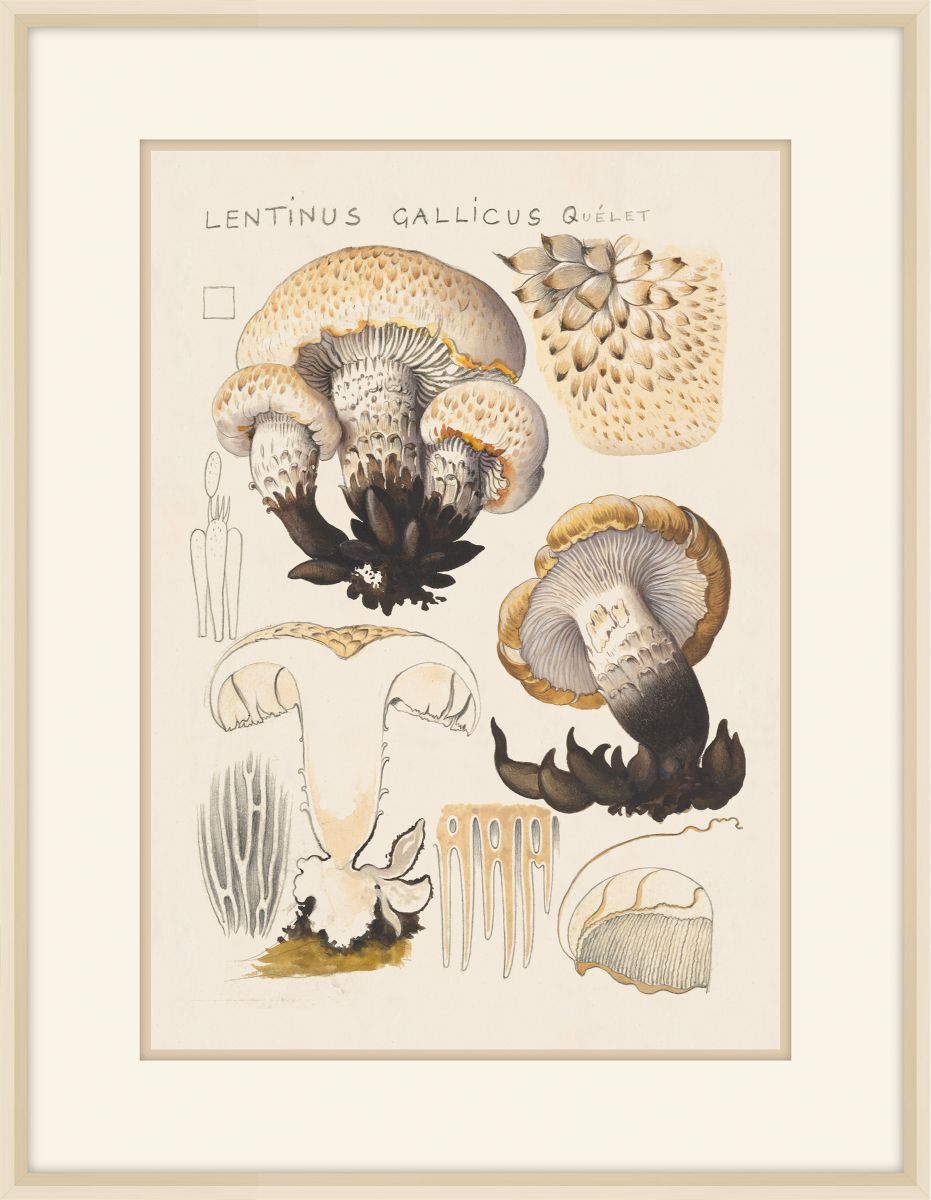 Lentinus Gallicus, 1915, Hans Walty