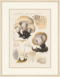 Lentinus Gallicus, 1915, Hans Walty