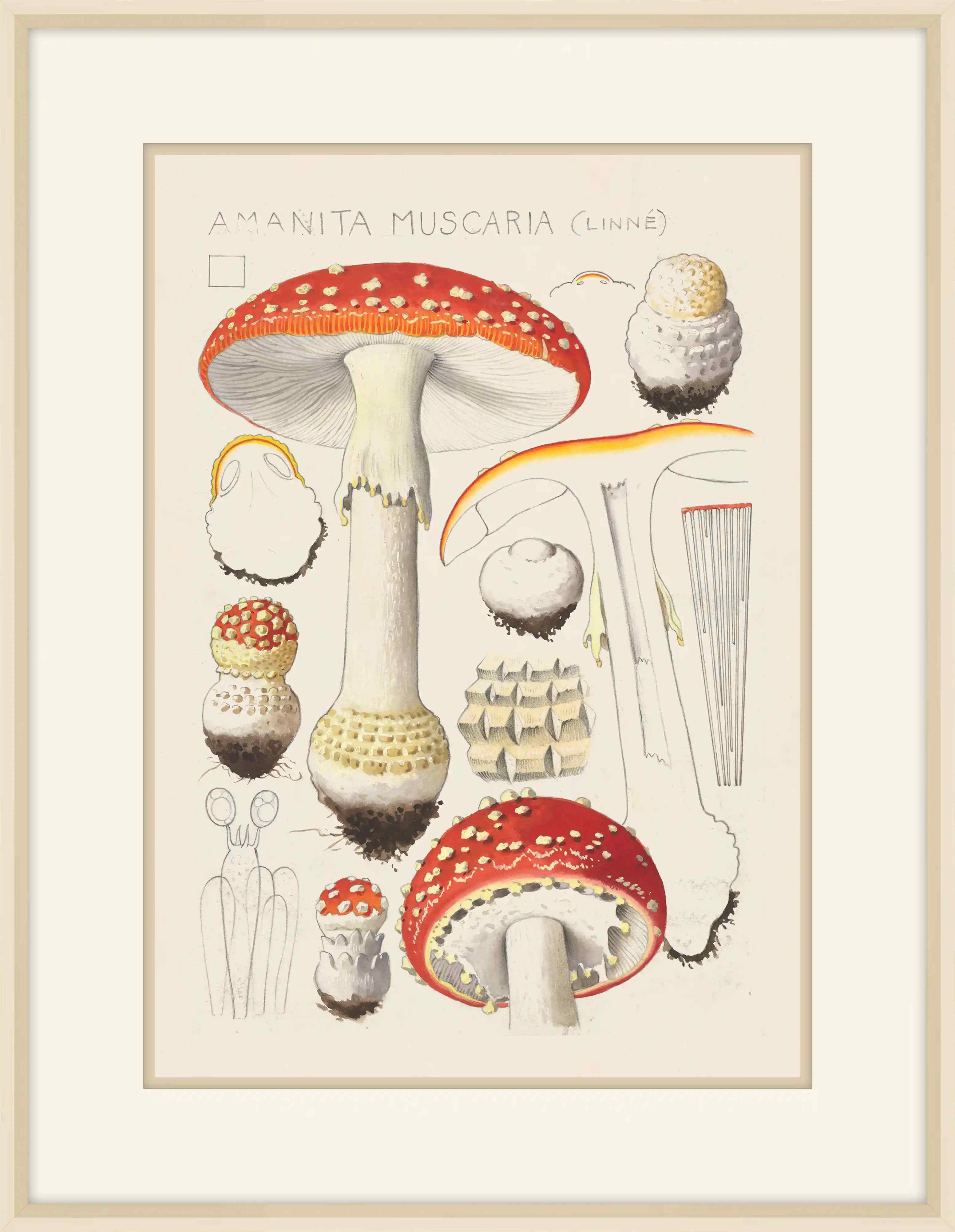 Amanita Muscaria 1915, Hans Walty