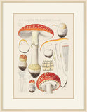 Amanita Muscaria 1915, Hans Walty