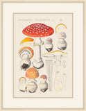 Amanita Muscaria Ii,1915, Hans Walty