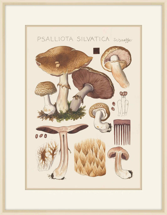 Psalliota Silvatica Schaeffer, 1915, Hans Walty