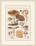 Psalliota Silvatica Schaeffer, 1915, Hans Walty