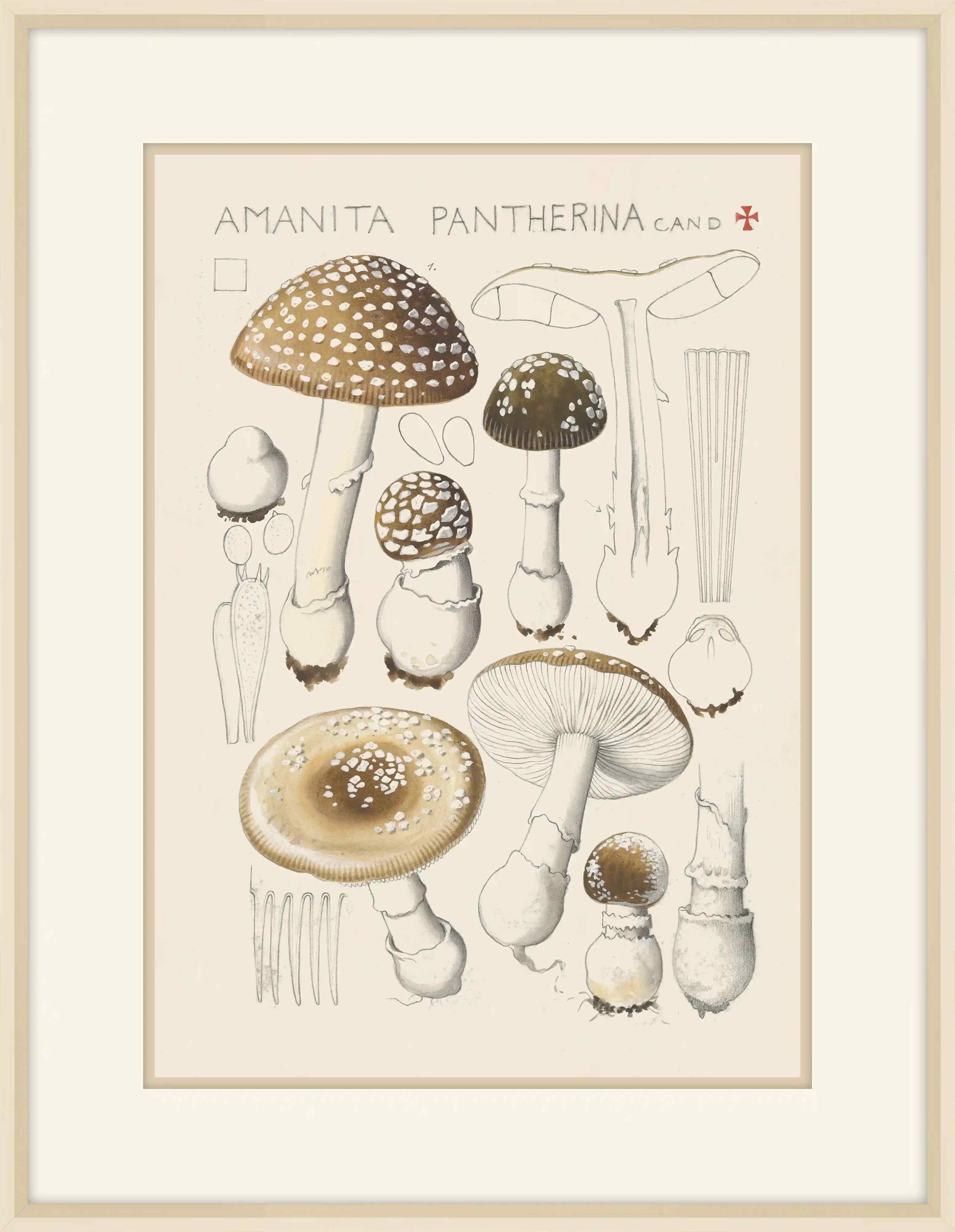 Amanita Pantherina ,1915,Hans Walty