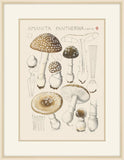 Amanita Pantherina ,1915,Hans Walty