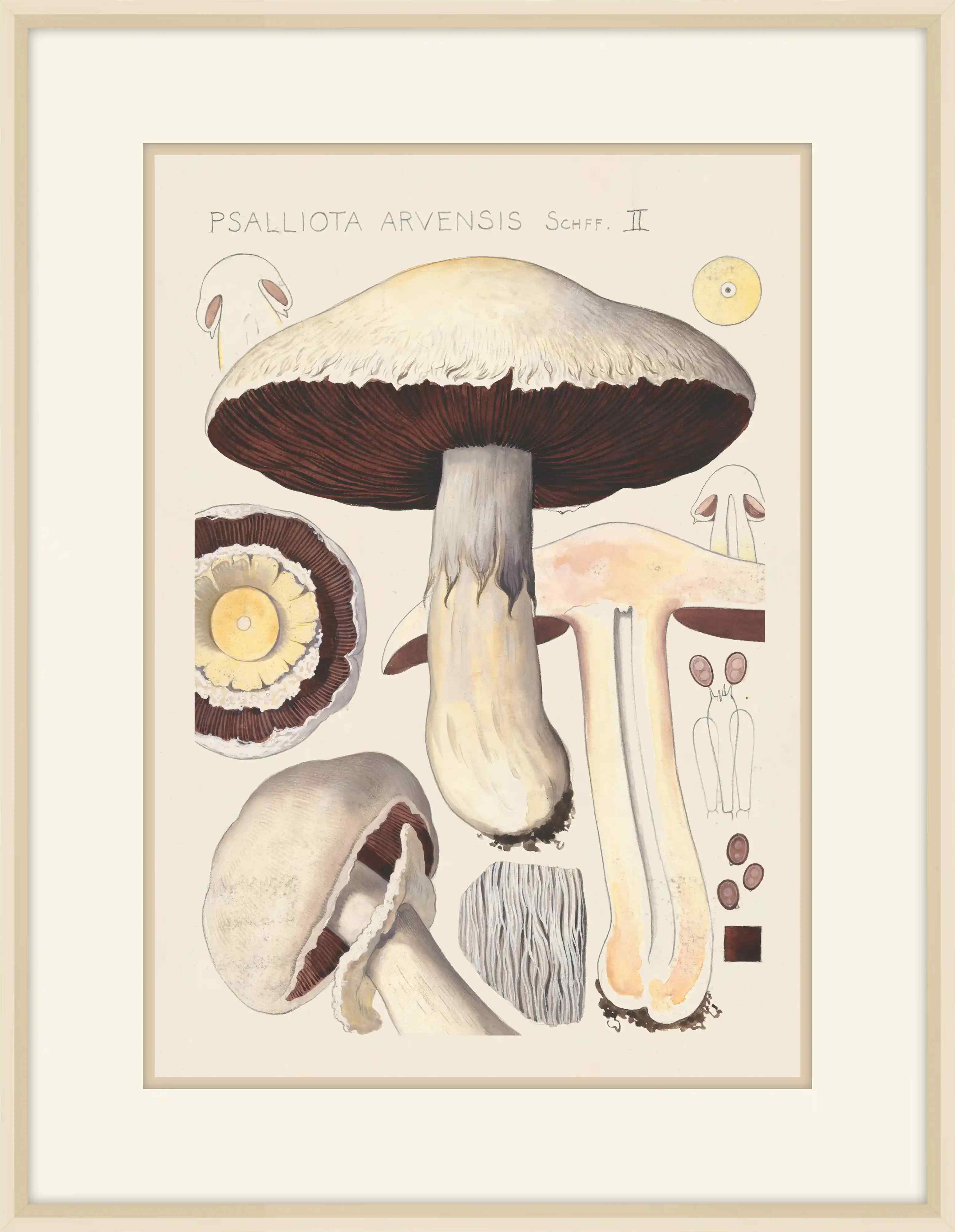 Psalliota Arvensis , 1915, Hans Walty