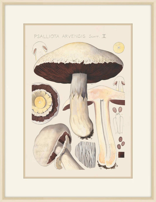 Psalliota Arvensis , 1915, Hans Walty