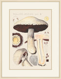 Psalliota Arvensis , 1915, Hans Walty