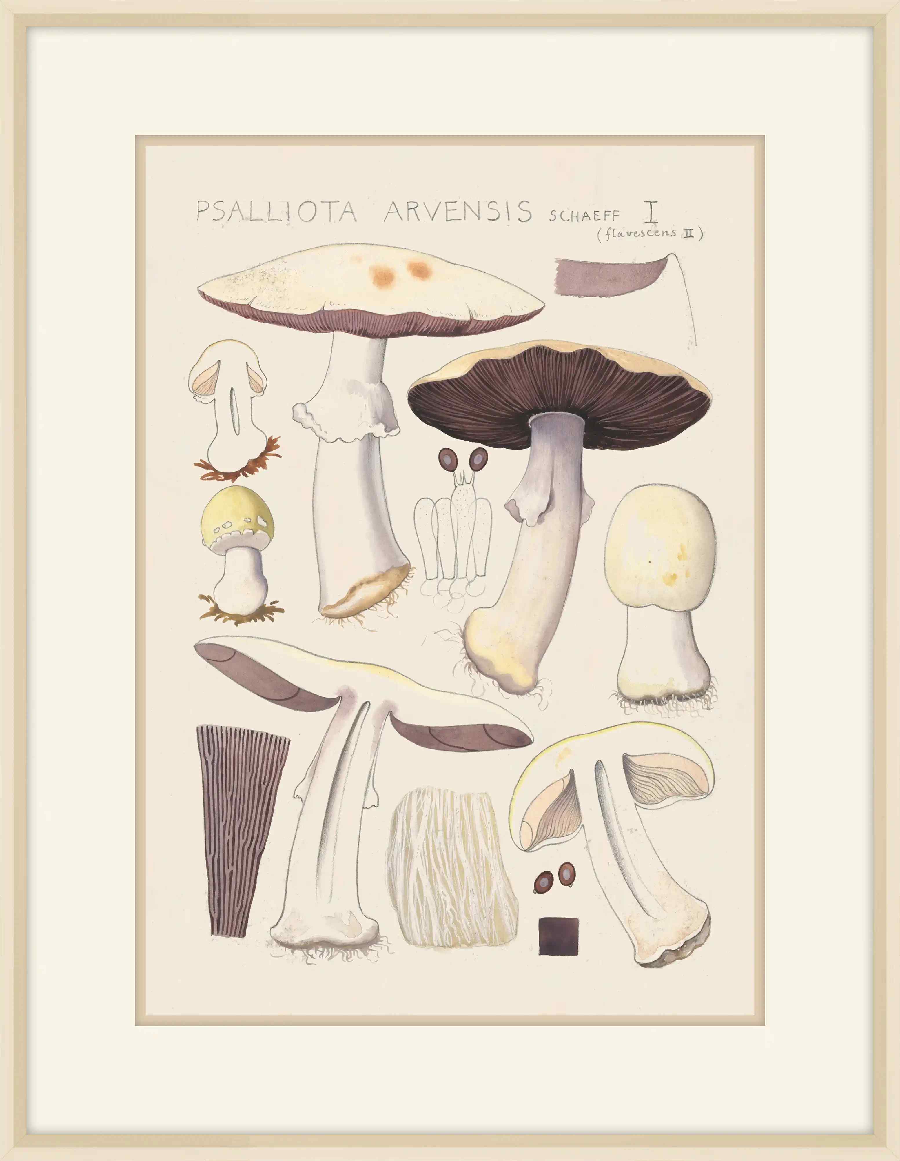 Psalliota Arvensis  Schaeffer, 1915, Hans Walty