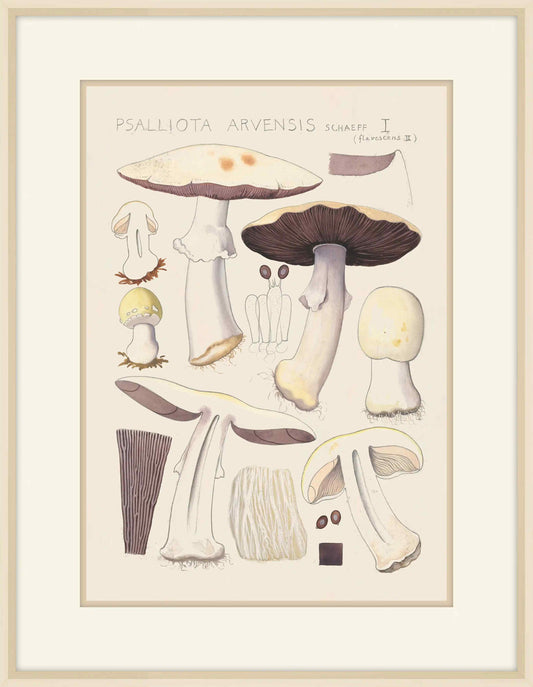 Psalliota Arvensis  Schaeffer, 1915, Hans Walty