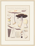 Psalliota Arvensis  Schaeffer, 1915, Hans Walty