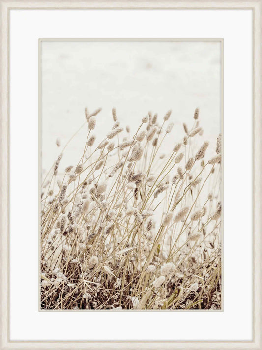 Dry Beach Flowers I