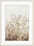 Dry Beach Flowers I