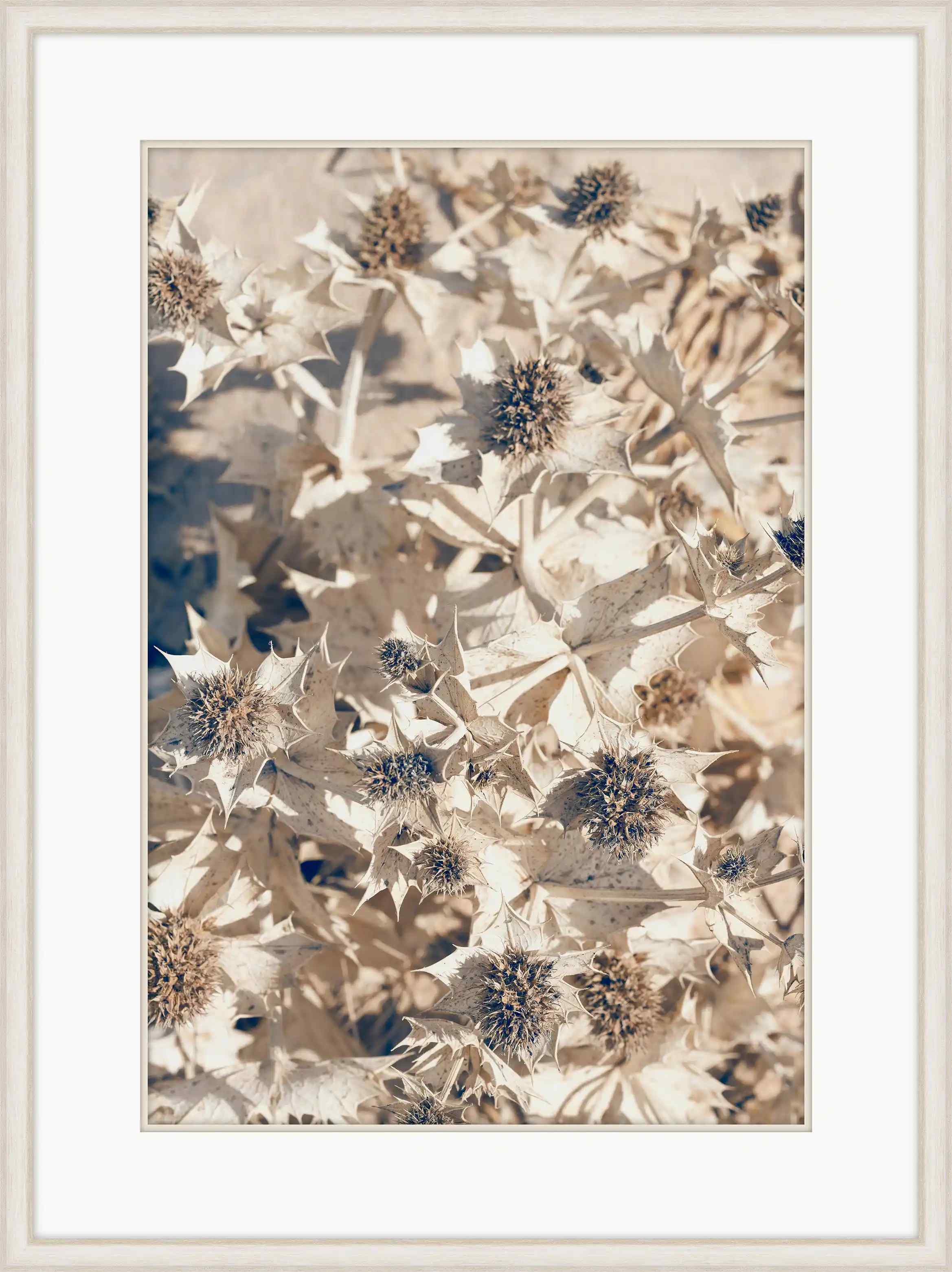 Dry Beach Flowers Ii