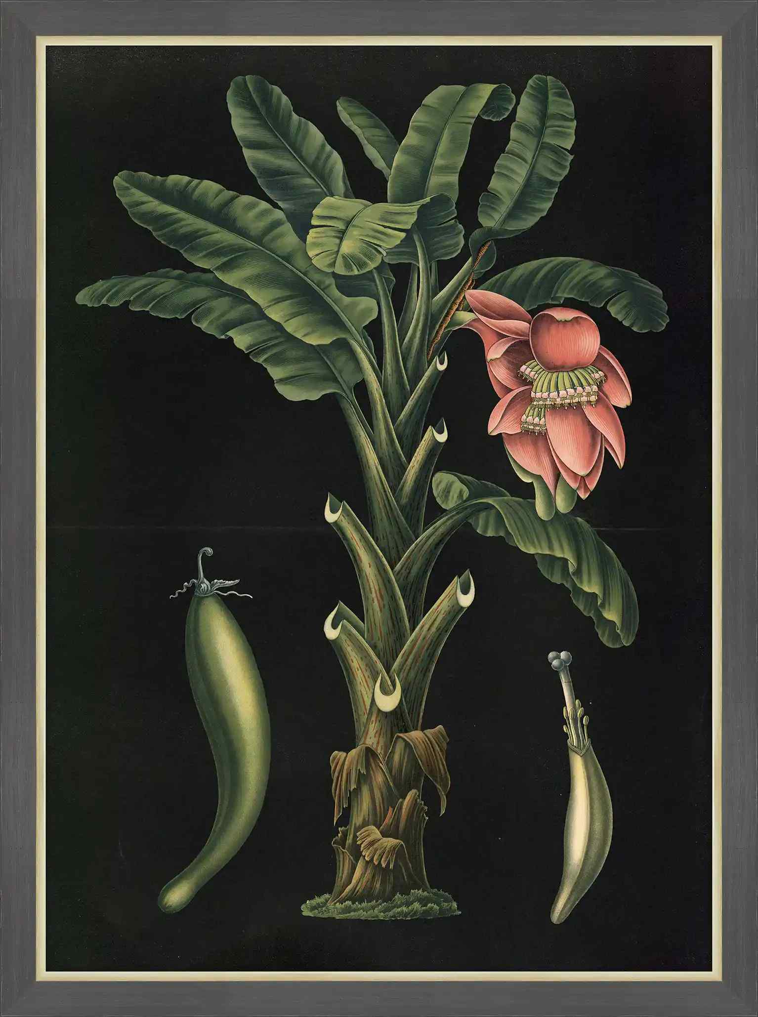 Banana, 1880, Carl Bollman